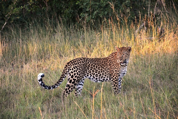 Contact_image of leopard