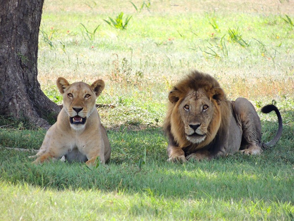 image of lions